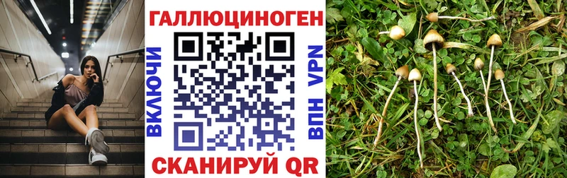 Галлюциногенные грибы Cubensis  где купить   Игра 